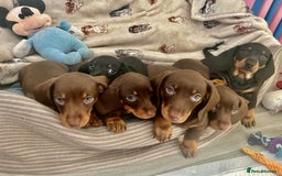Dachshund dogs for sale: Dachshunds mini puppies   - Image 10