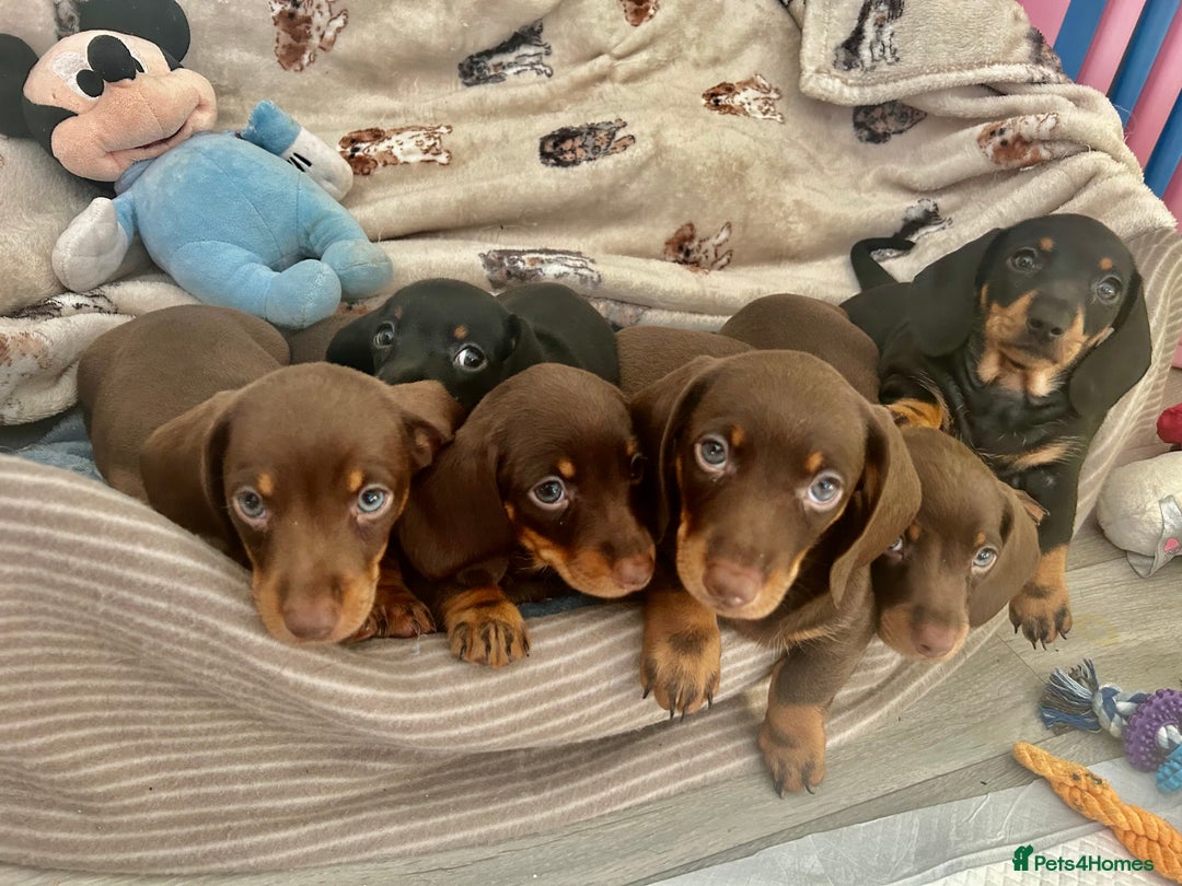 Dachshund dogs for sale: Dachshunds mini puppies   - Image 10