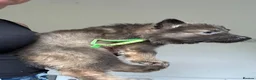 German Shepherd dogs for sale: 9 GSD pups for sale - Advert 8
