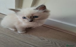 Ragdoll cats for sale: Stunning Ragdoll kittens  - Image 17