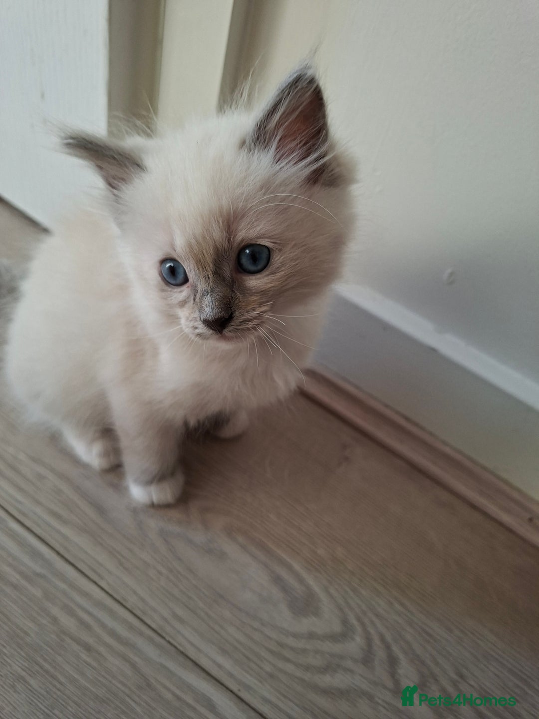 Ragdoll cats for sale: Stunning Ragdoll kittens  - Image 17