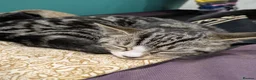 Mixed Breed cats for sale: Kittens ready for their homes - Advert 8