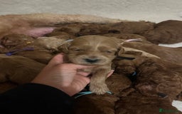 Goldendoodle dogs for sale: Outstanding quality fully tested Goldendoodle pups - Image 7