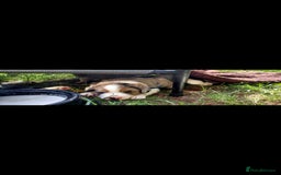 Border Collie dogs for sale: Border collie pups - Image 2