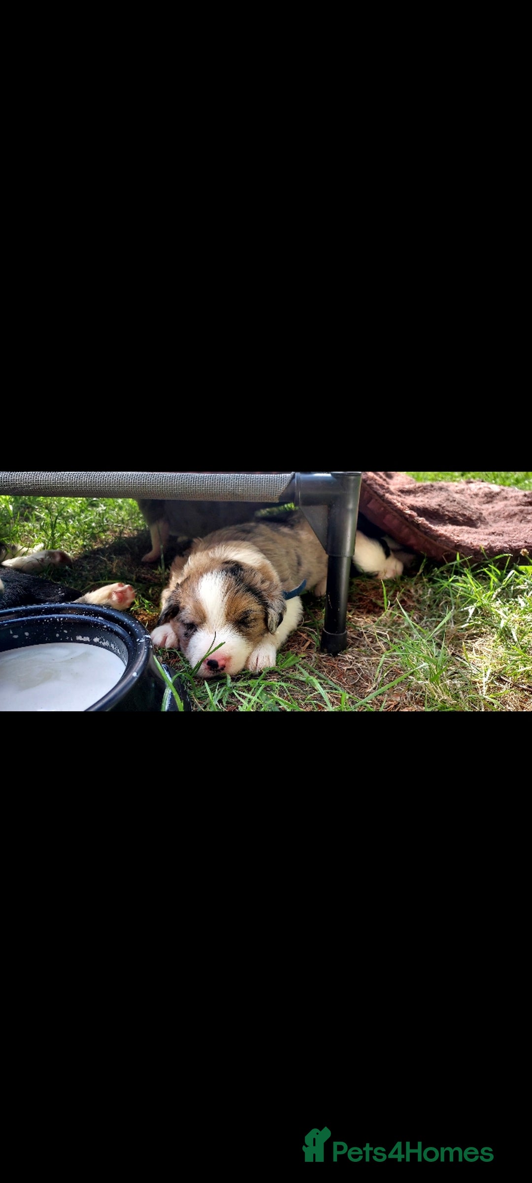 Border Collie dogs for sale: Border collie pups - Image 2