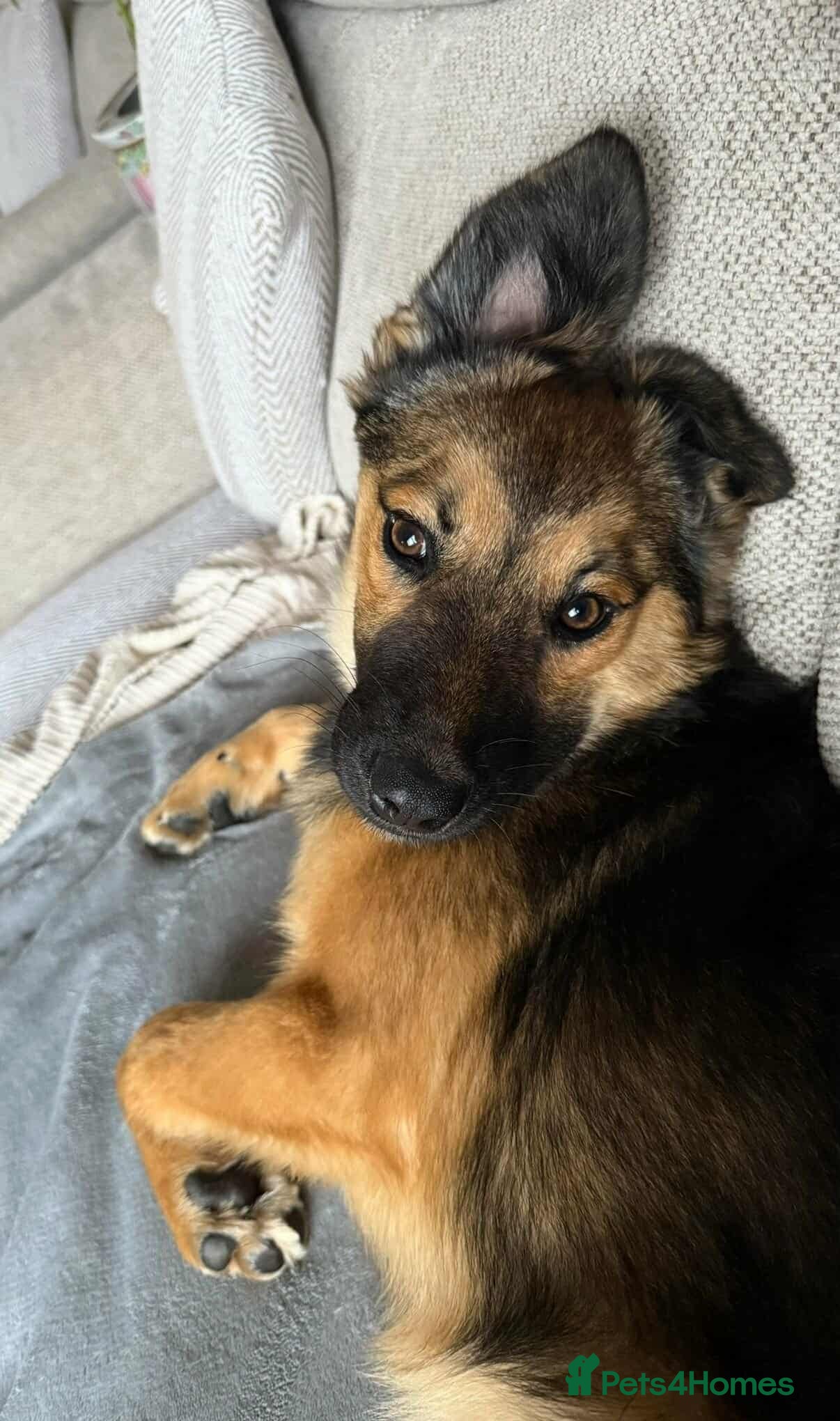 Mixed Breed dogs BONNIE (Pup) - Advert 3