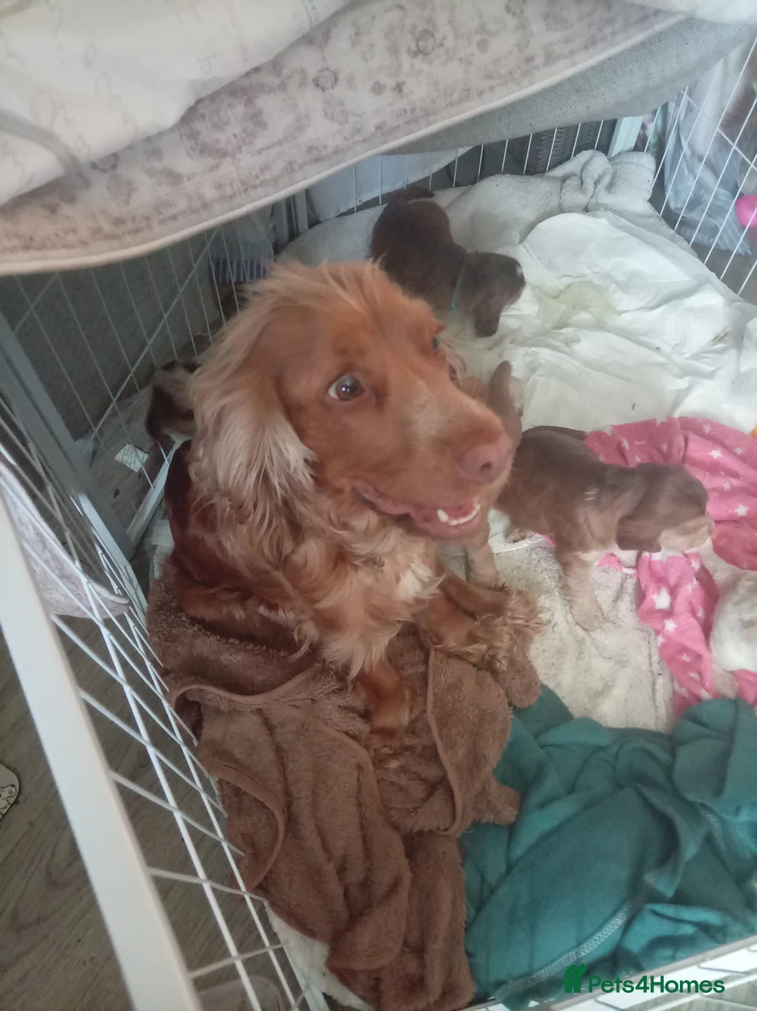 Cocker Spaniel dogs for sale: 4 show cocker spaniels for sale - Advert 2