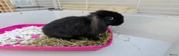 Mini Lop rabbits for sale: Mini lop baby bunnys - Advert 5