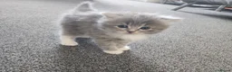 Persian cats for sale: Persian× British short hair(Perdolls) - Advert 22