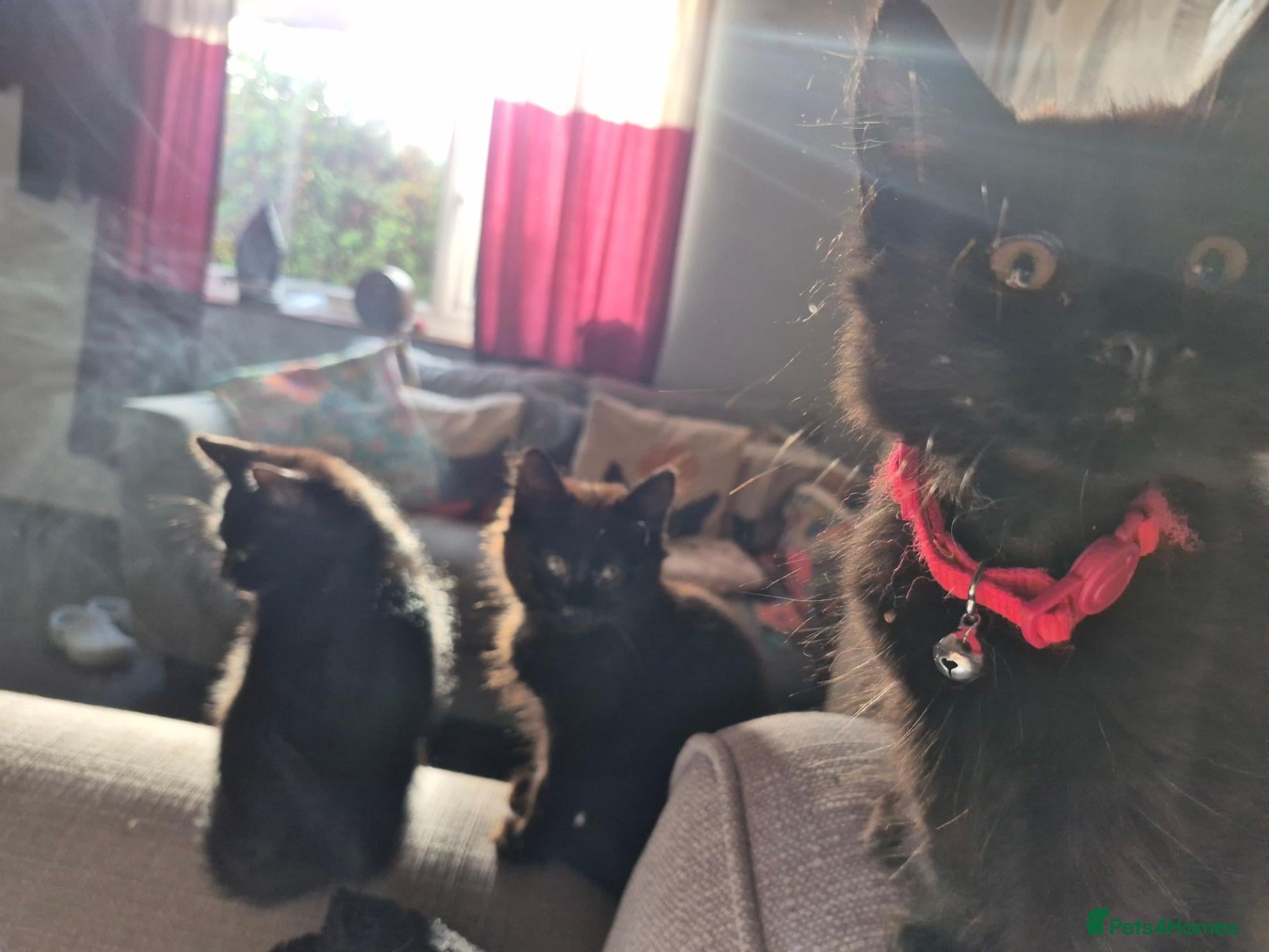 Mixed Breed cats for sale: Kittens for sale - Advert 2