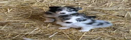 Border Collie dogs for sale: Beautiful border collie puppies  - Advert 9