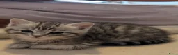 Mixed Breed cats for sale: Persian cross mix - Advert 6