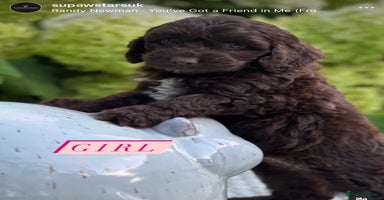 Cockapoo dogs - Advert 4