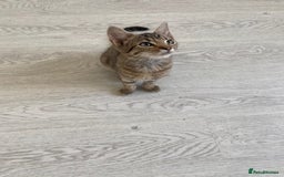 Bengal cats for sale: Beautiful male Bengal-BSH cross kitten - Image 7