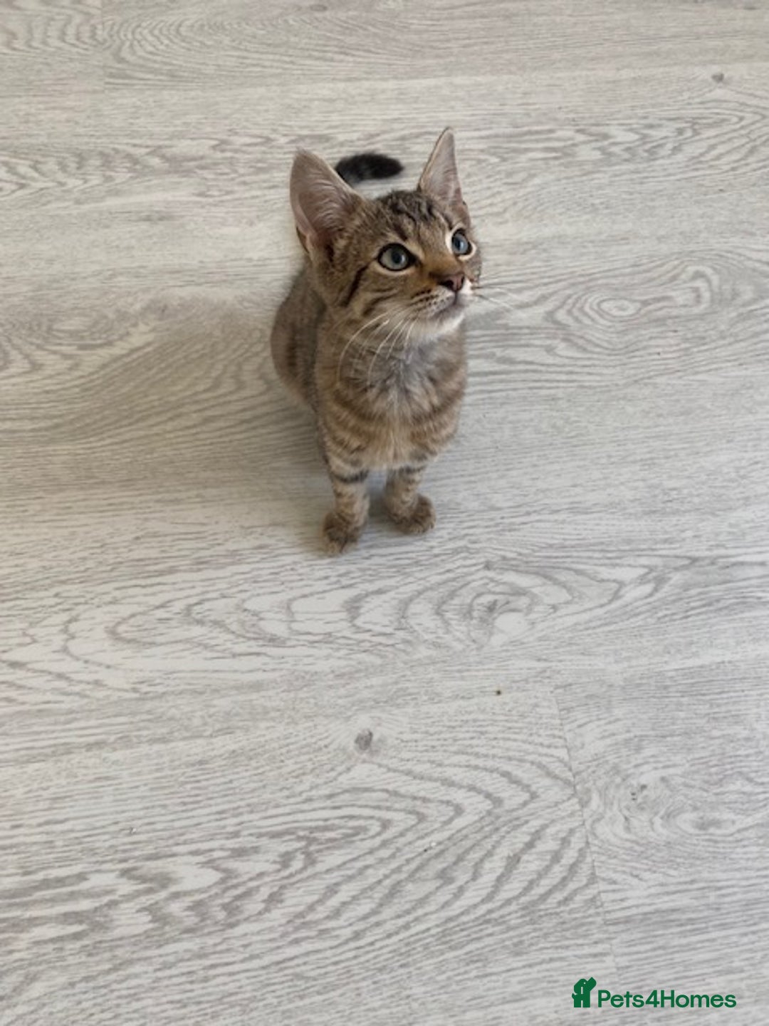 Bengal cats for sale: Beautiful male Bengal-BSH cross kitten - Image 7