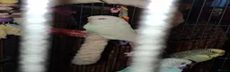 Budgerigars birds for sale: Cage & 4 budgies - Advert 9