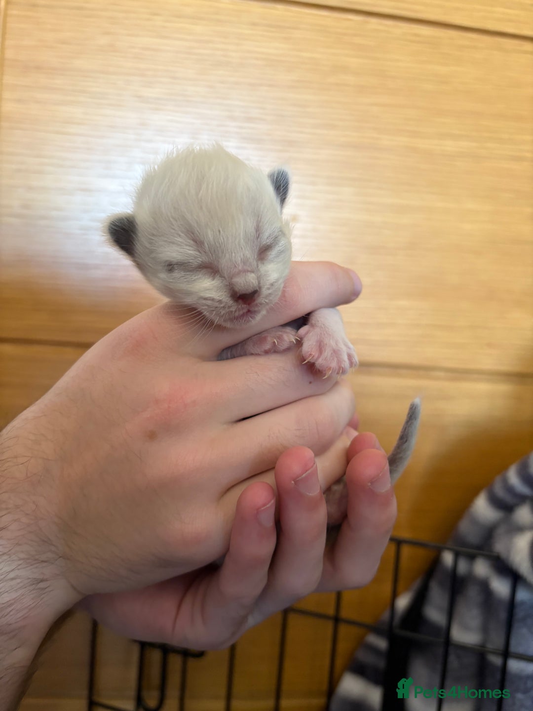 Ragdoll cats for sale: Beautiful ragdoll kittens for sale  - Image 12