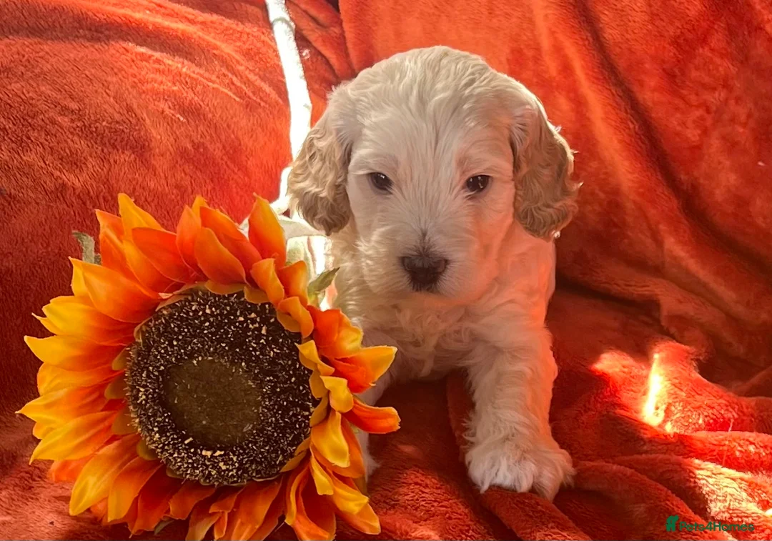 Cockapoo dogs for sale: 6 Stunning F1 Cockapoos - Advert 18