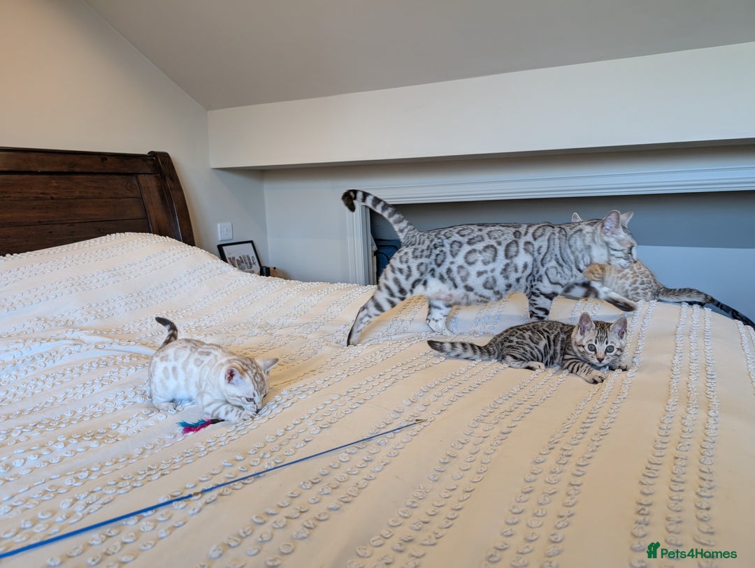 Bengal cats for sale: 🤍🩶🖤 Beautiful Bengal Kittens 🖤🩶🤍 - Image 30