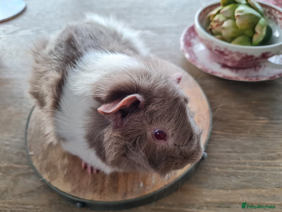 Guinea Pig rodents for sale: Baby guinea pigs for sale - Advert 16