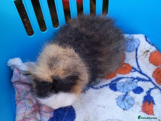 Guinea Pig rodents Swiss baby guinea-pigs - Advert 6