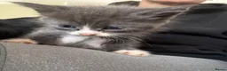 Mixed Breed cats for sale: Tammy surridge  in Bournemouth - Advert 5