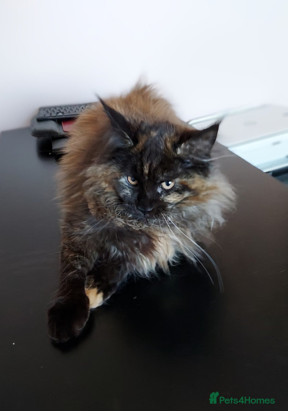 Maine Coon cats LAST GIRL!!!  MAINE COON KITTENS/DNA/GCCF  - Advert 1