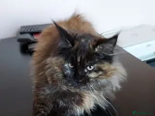 Maine Coon cats LAST GIRL!!! MAINE COON KITTENS/DNA/GCCF - Advert 1