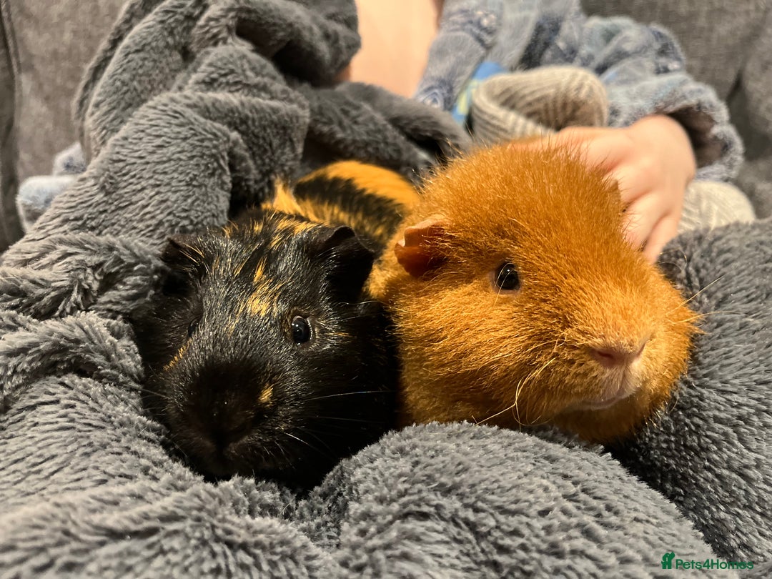 Guinea Pig rodents for sale: 2 Male Guinea Pigs - Advert 7