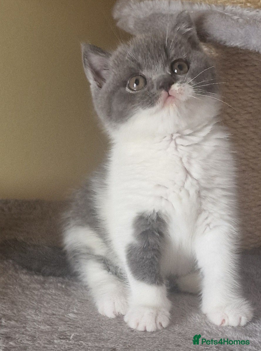British Shorthair cats Tica reg British SH Boy Champion lines - Advert 1