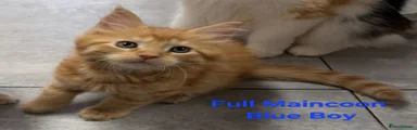 Maine Coon Kitten Blue