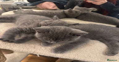 British Shorthair cats Full pedigree, British blue shorthair kittens x2 - Advert 3
