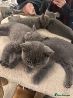 British Shorthair cats Full pedigree, British blue shorthair kittens x2 - Advert 3