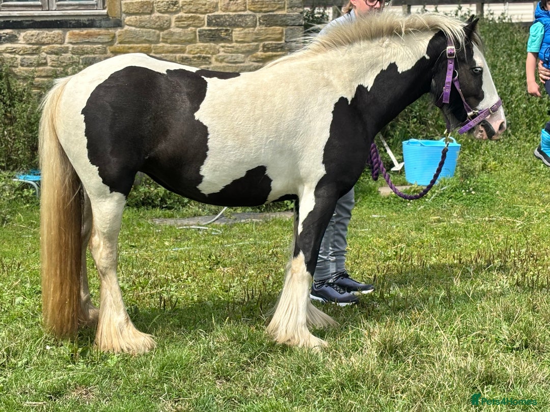 Irish Cob horses for sale: Gyspy offers considered - Image 13