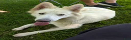 White Swiss Shepherd dogs for sale: WHITE shepherds. - Advert 9