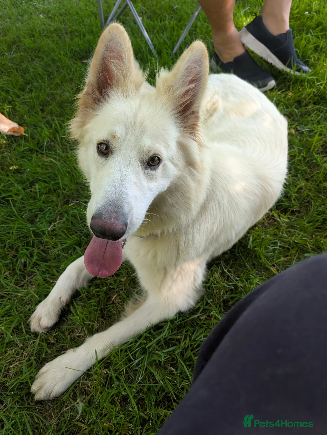 White Swiss Shepherd dogs for sale: WHITE shepherds. - Advert 9