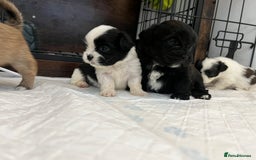 Zuchon dogs for sale: Shihzu x Bichon x Westie - Image 25