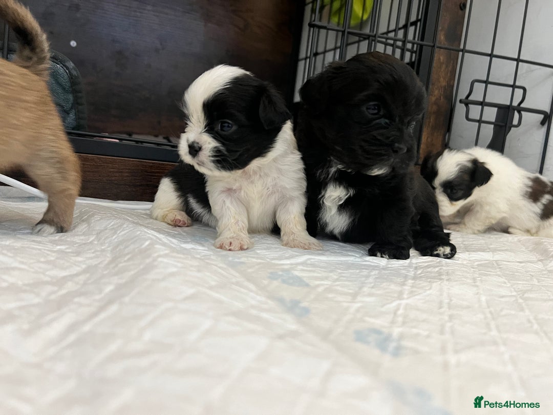 Zuchon dogs for sale: Shihzu x Bichon x Westie - Image 25