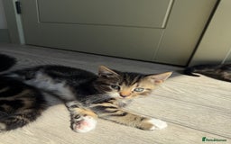 Mixed Breed cats for sale: Kittens - Image 3
