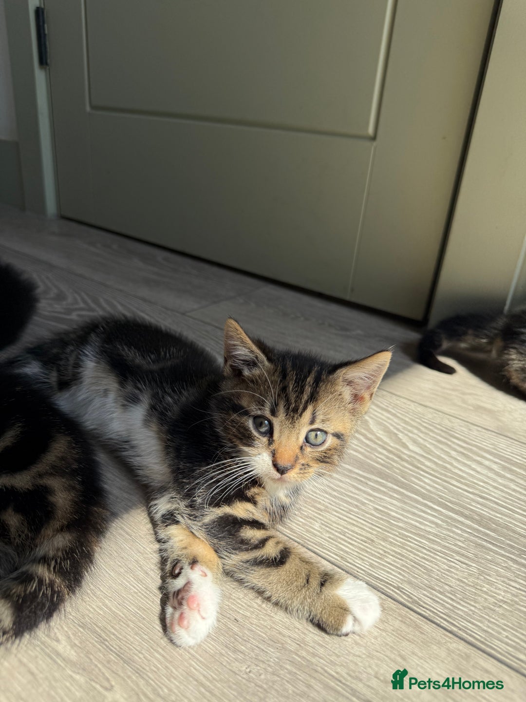 Mixed Breed cats for sale: Kittens - Image 3