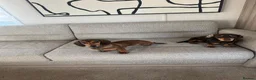 Dachshund dogs for sale: Two 6-Month-Old Miniature Dachshunds - Advert 1