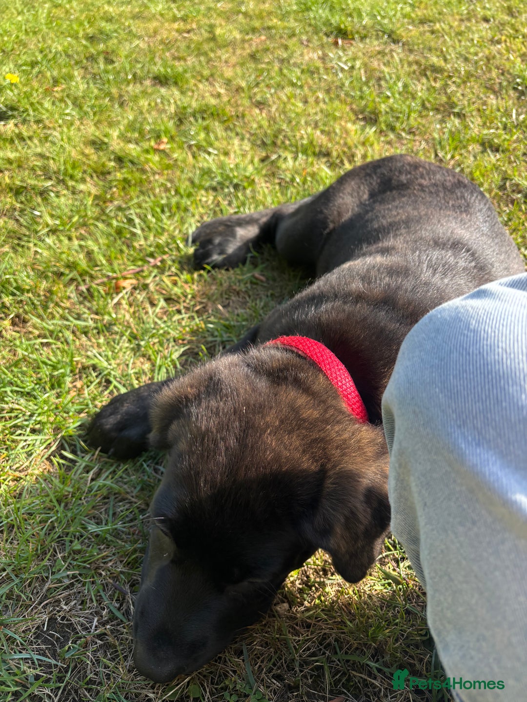 Mixed Breed dogs for sale: Cosmo is 15weeks old - Image 5