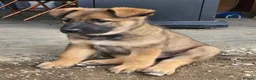 Belgian Shepherd Dog dogs for sale: Loyal Hearts & Bright Minds–Belgian Shepherds in Sheffield - Advert 6