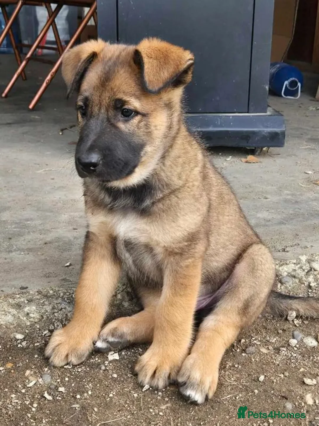 Belgian Shepherd Dog dogs for sale: Loyal Hearts & Bright Minds–Belgian Shepherds in Sheffield - Advert 6