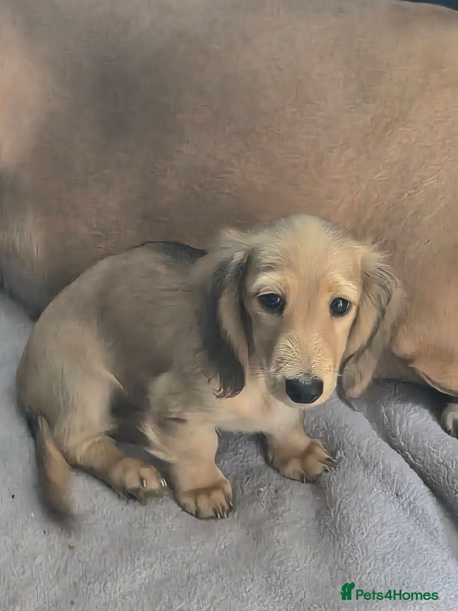 Miniature Dachshund dogs Longhair miniature daschund  - Advert 1