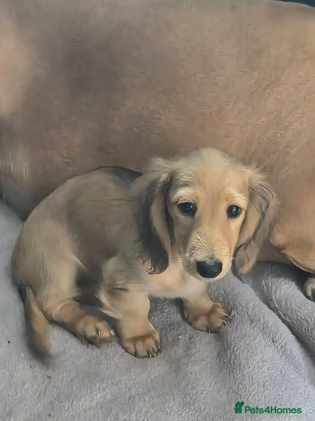 Miniature Dachshund dogs for sale: Longhair miniature daschund  - Advert 1