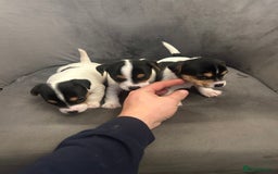 Jack Russell dogs for sale: Lovely Jack Russel puppies  - Image 1