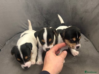 Jack Russell dogs - Advert 1