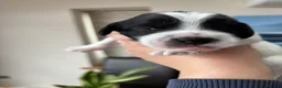 Sproodle dogs for sale: ✨ Premium Rare Sproodle Puppies – Champion Lines ✨ - Advert 29