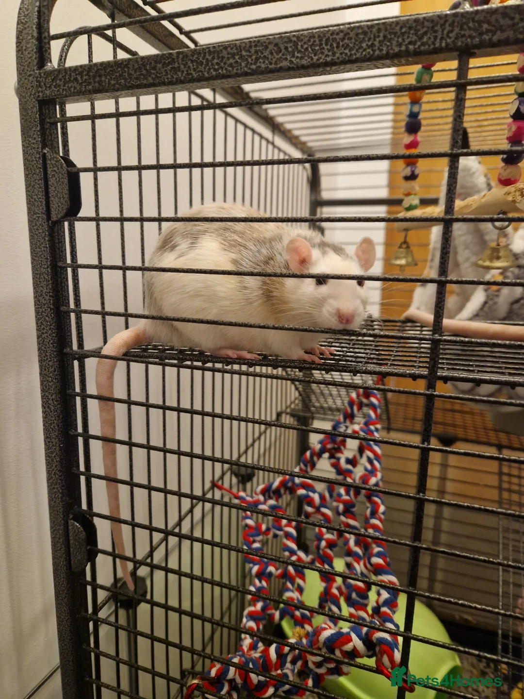 Rat rodents for sale: Two Female Rats looking for a new loving home - Advert 2